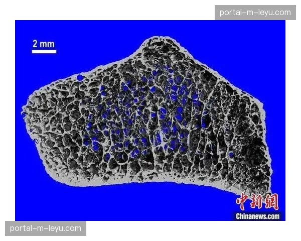 研究发布：特定频率的山地车振动或有助于增加骨密度